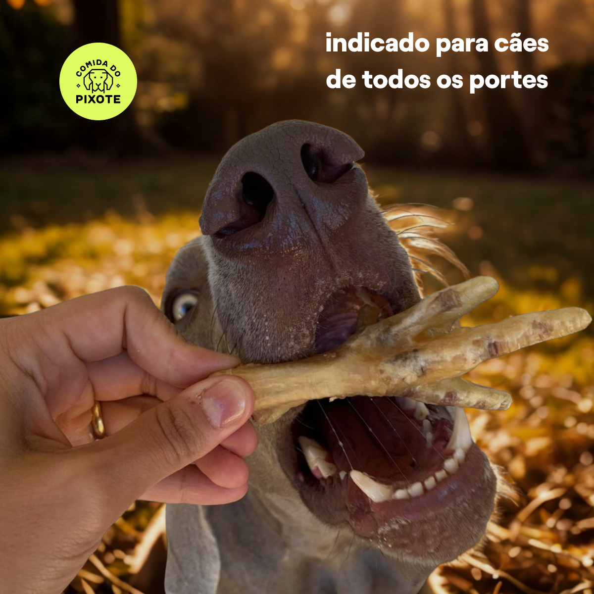 Pé de Galinha - 4 unidades