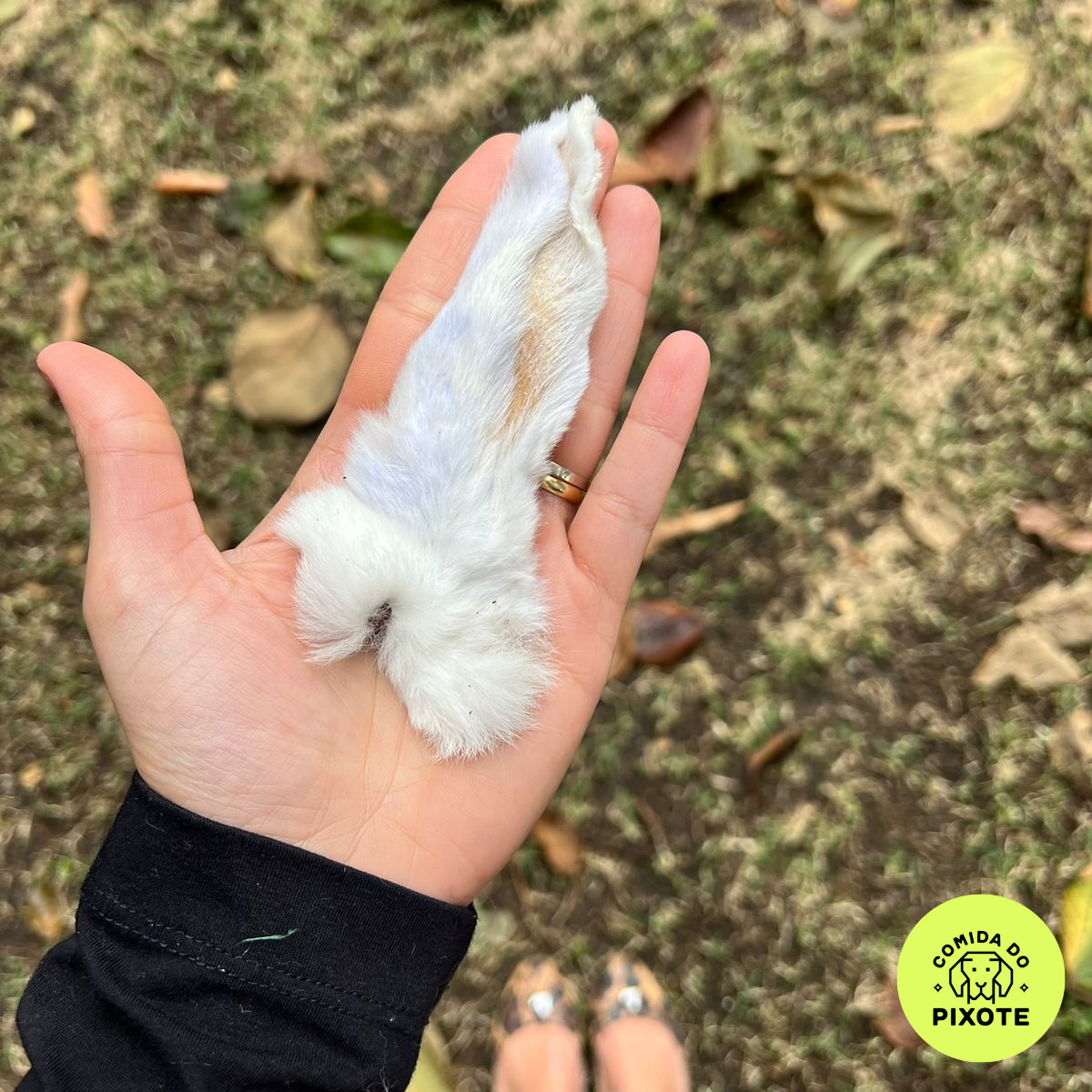 Orelha de Coelho - 5 unidades