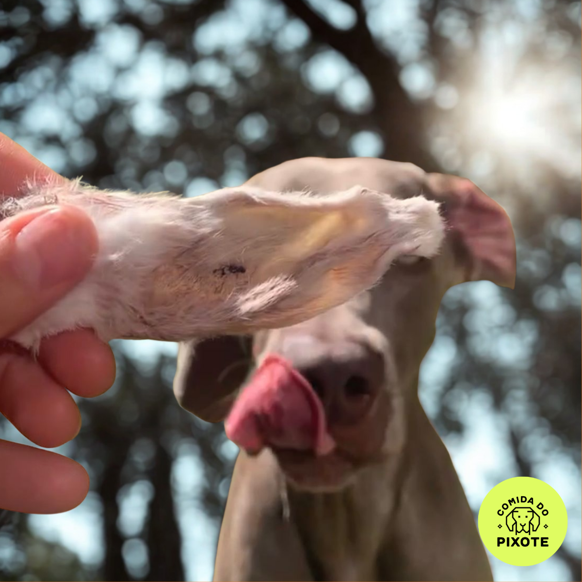 Orelha de Coelho - 5 unidades